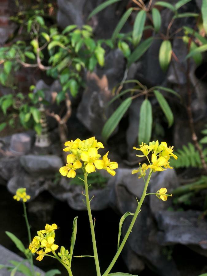 tam coc hello homestay Ninh Binh Exterior foto